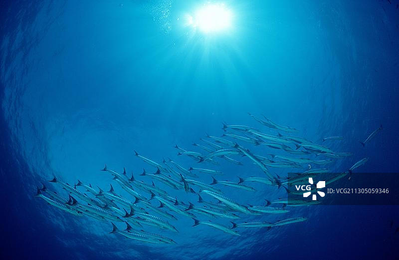 黑鳍金梭鱼图片素材