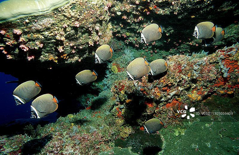 领蝴蝶鱼图片素材