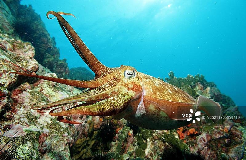 法老乌贼图片素材