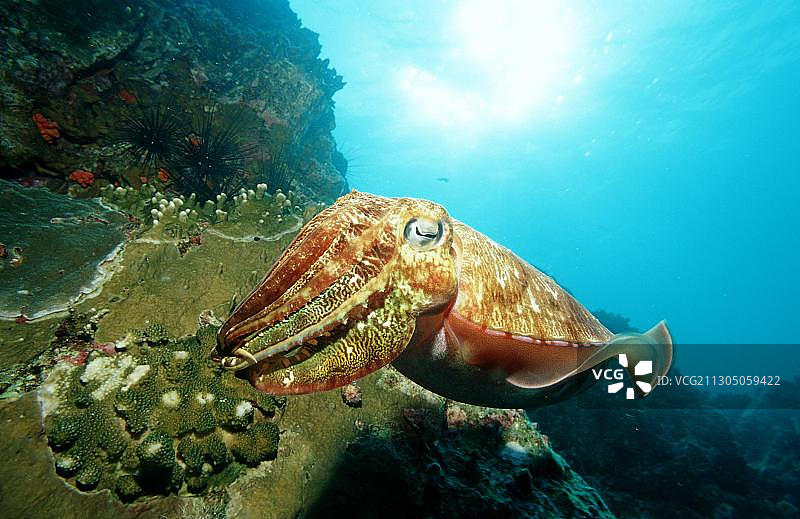 法老乌贼图片素材