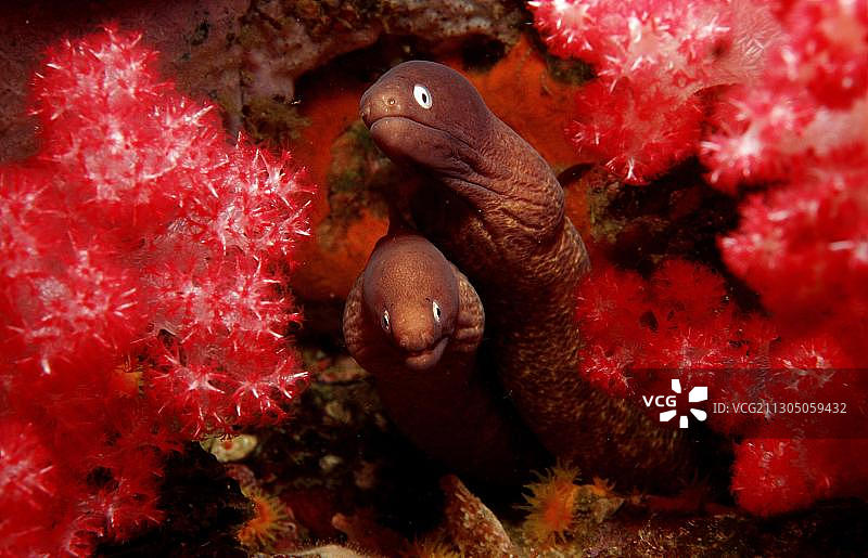 白眼海鳝图片素材