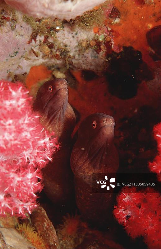 白眼海鳝图片素材