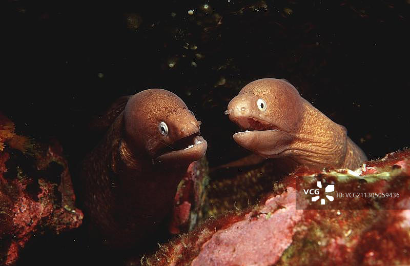 白眼海鳝图片素材
