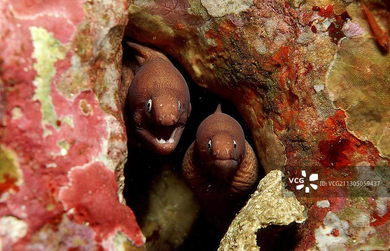 白眼海鳝图片素材
