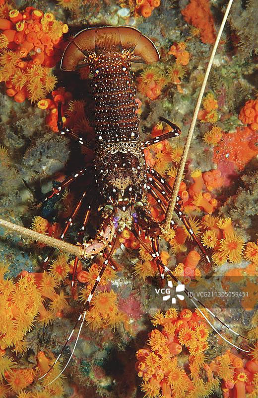 条纹龙虾图片素材