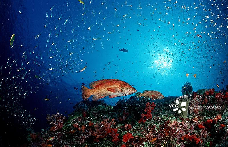 珊瑚石斑鱼图片素材