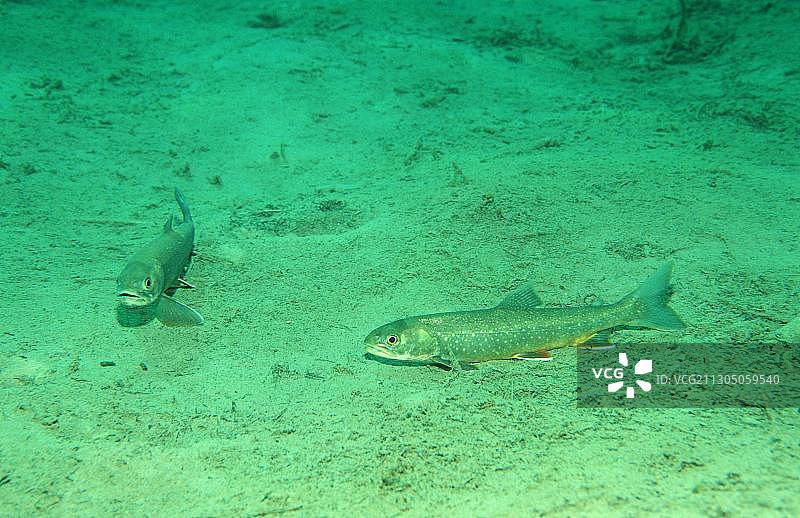 北极红点鲑图片素材