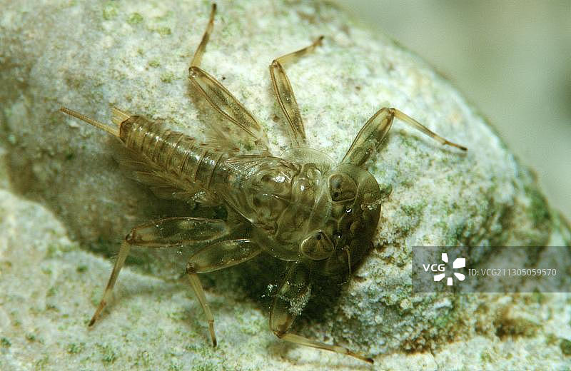 襀翅目图片素材