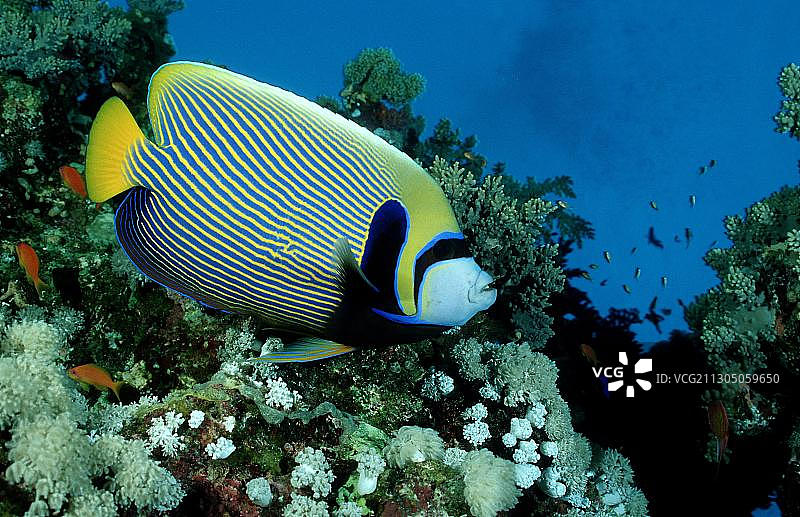 皇帝神仙鱼图片素材