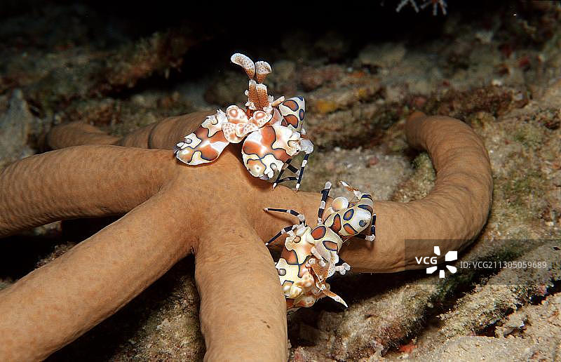 两只小丑虾喂养一只海星图片素材