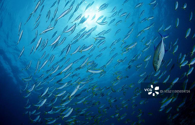 黄背燕鱼图片素材