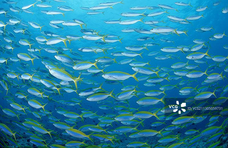 黄背燕鱼图片素材