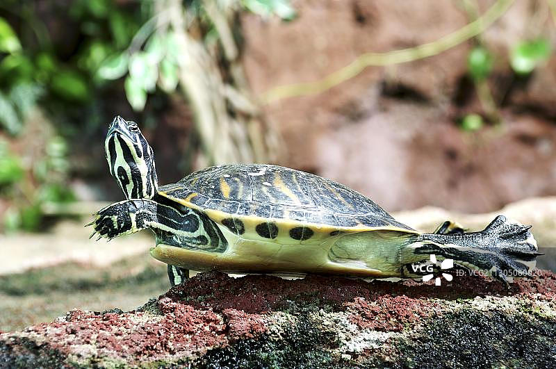河龟，滑龟图片素材