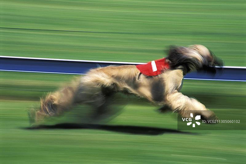 奔跑的惠比特犬图片素材