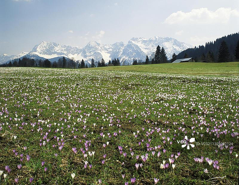 卡文德尔山前番红花草甸图片素材