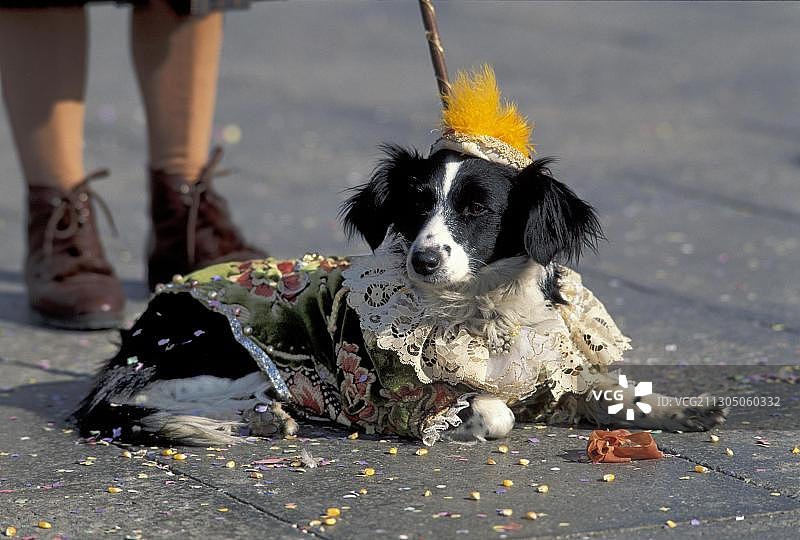 在意大利威尼斯狂欢节上穿着服装的狗图片素材