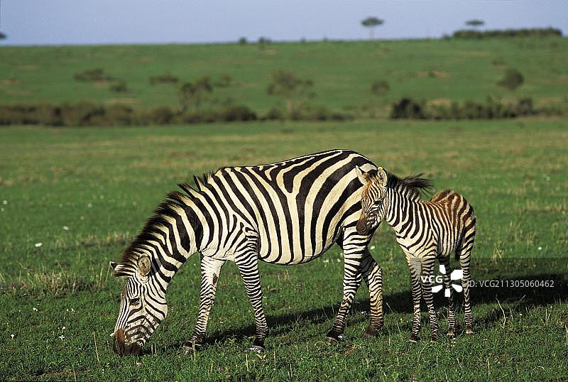 细纹斑马与小母马 - 马赛马拉 - 肯尼亚图片素材