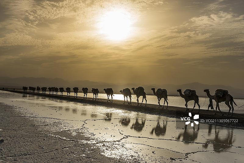 满载盐板的骆驼队穿行于埃塞俄比亚达纳基勒洼地的盐湖和盐漠图片素材