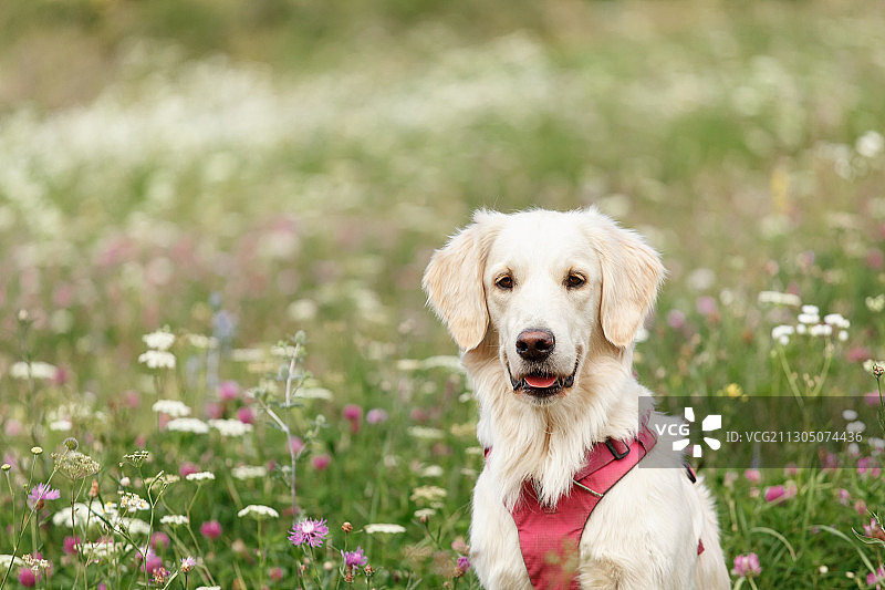 在俄罗斯开花田野中的金毛犬图片素材