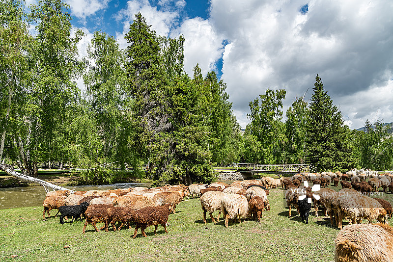 新疆可可托海畜牧区图片素材
