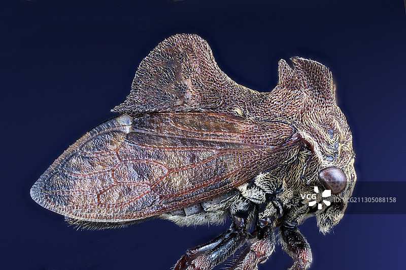 【背峰锯角蝉】图片素材