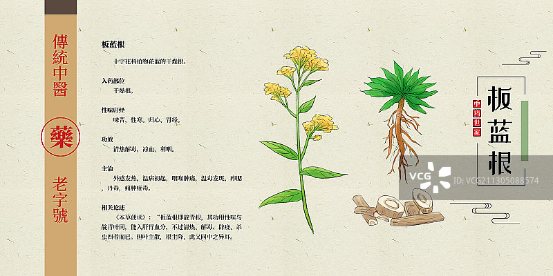 板蓝根图片素材