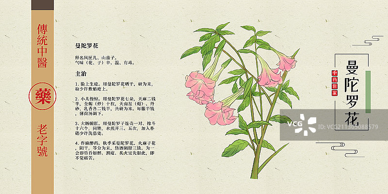 曼陀罗花图片素材