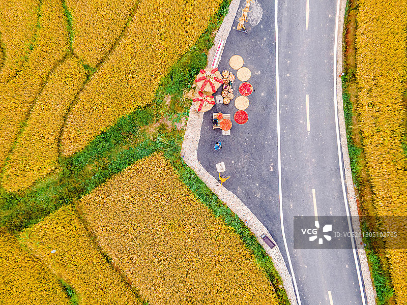 黄绿相间的金黄稻田图片素材