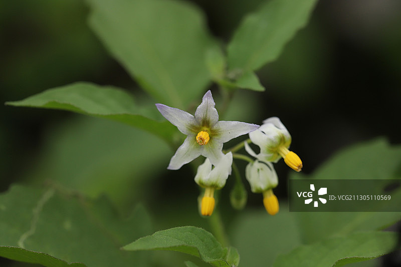 龙葵花图片素材