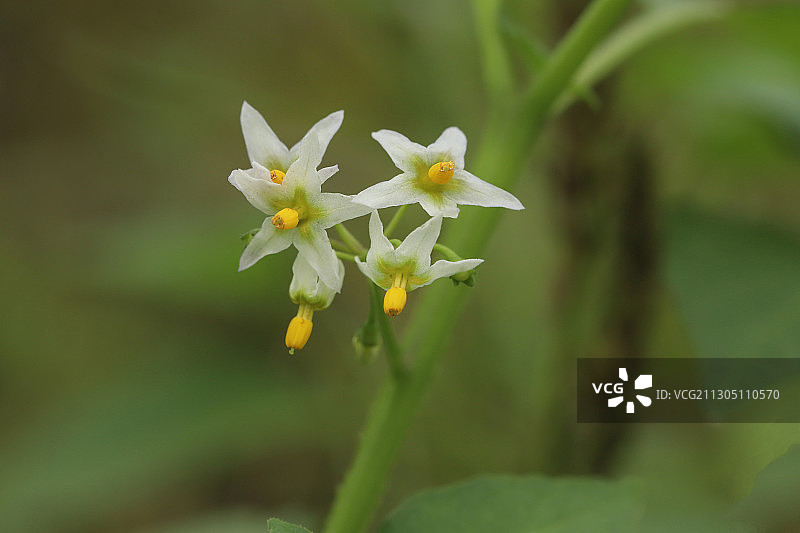 龙葵花图片素材