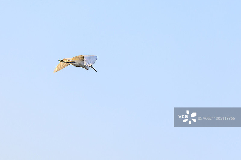 鸟类的秋天图片素材