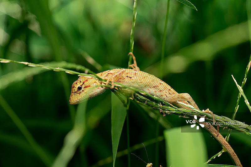 一种蜥蜴图片素材