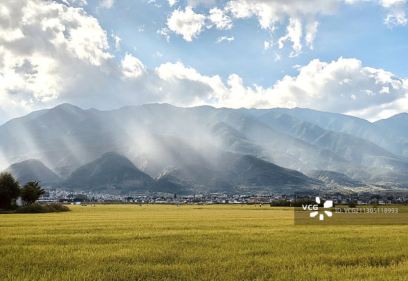 喜洲苍山与稻田图片素材