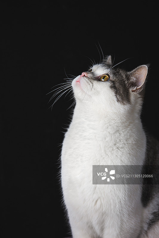 英国短毛猫肖像图片素材