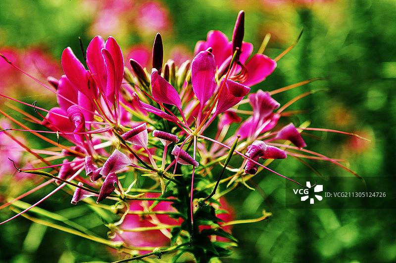 醉蝶花图片素材