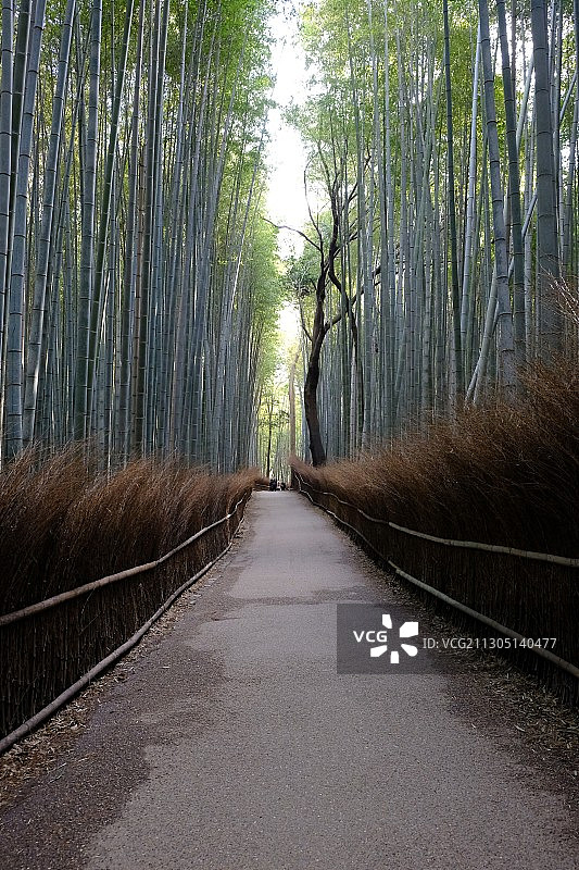 京都岚山竹林图片素材