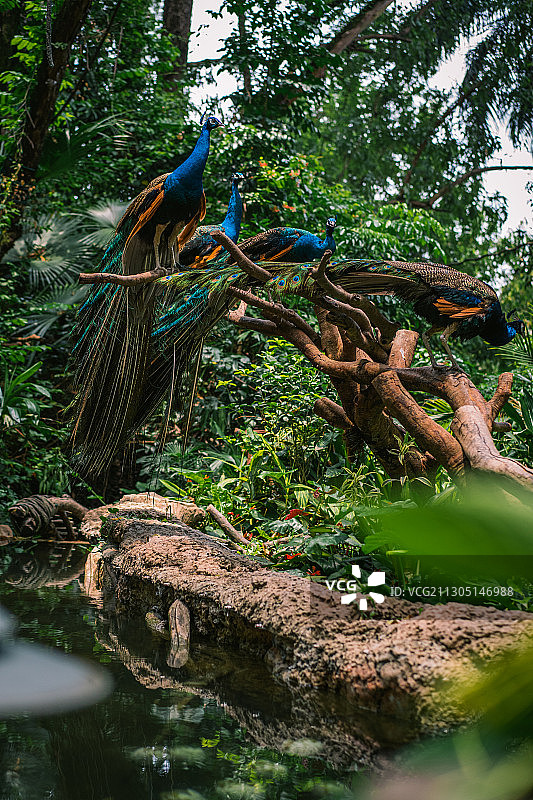 绿孔雀图片素材