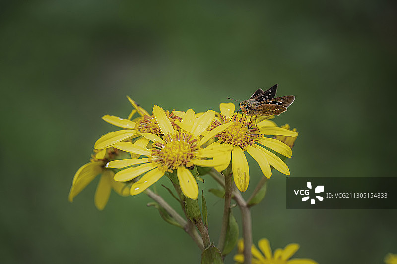 宽边黄粉蝶图片素材