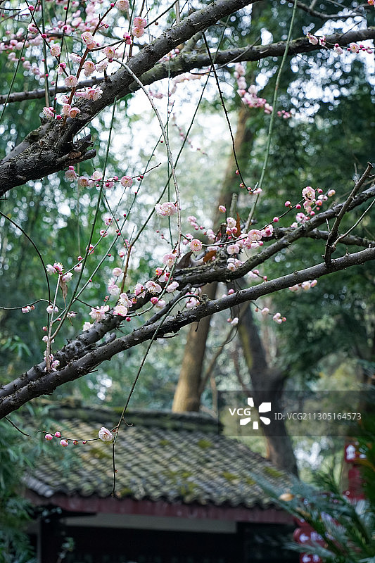 成都杜甫草堂图片素材