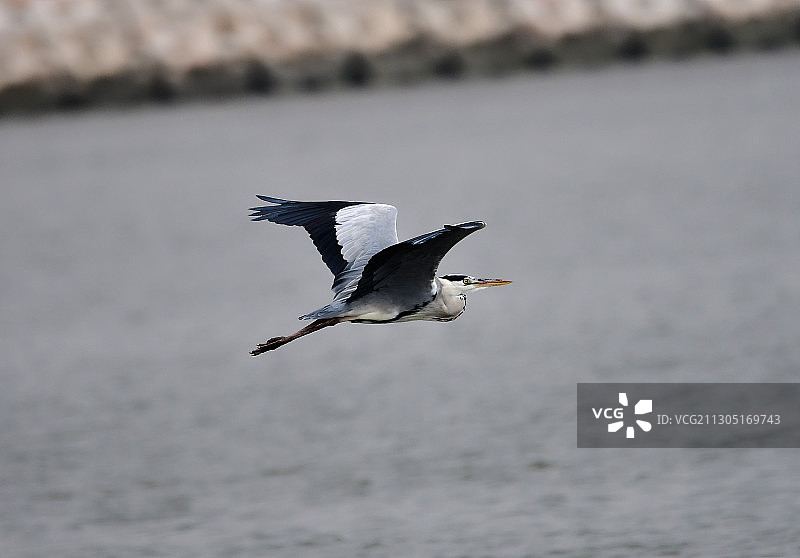海面上飞翔的苍鹭图片素材