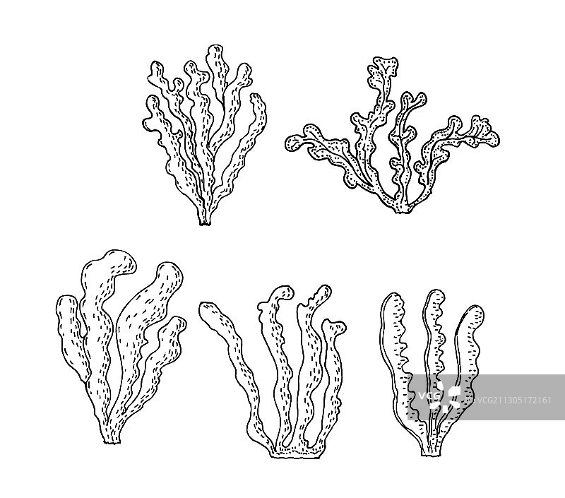 孤立的巨藻褐色藻类图片素材