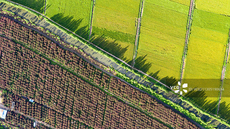 珠海斗门紫薇花田航拍图片素材