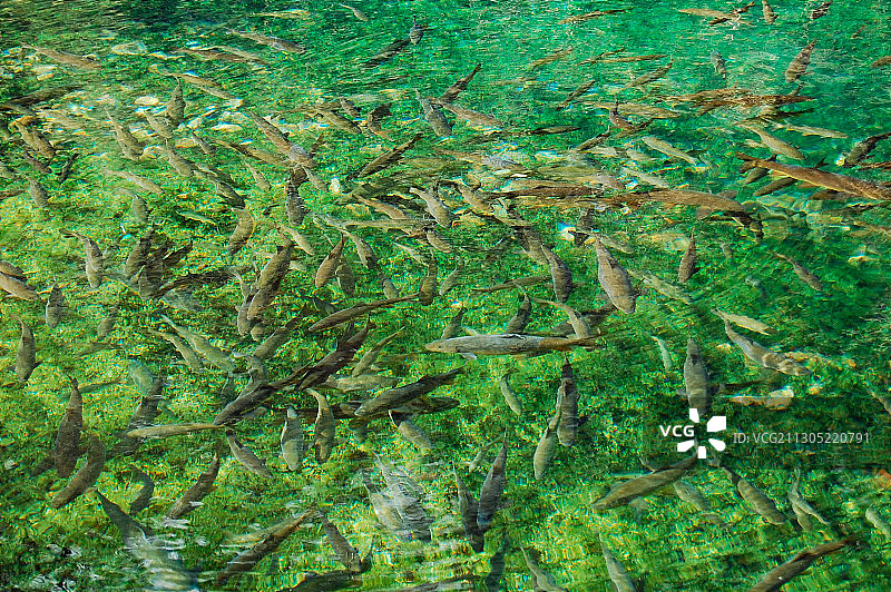 无数条鱼在绿色的河水里游图片素材