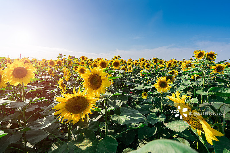 向日葵图片素材