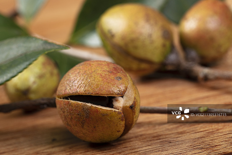 秋天的油茶图片素材