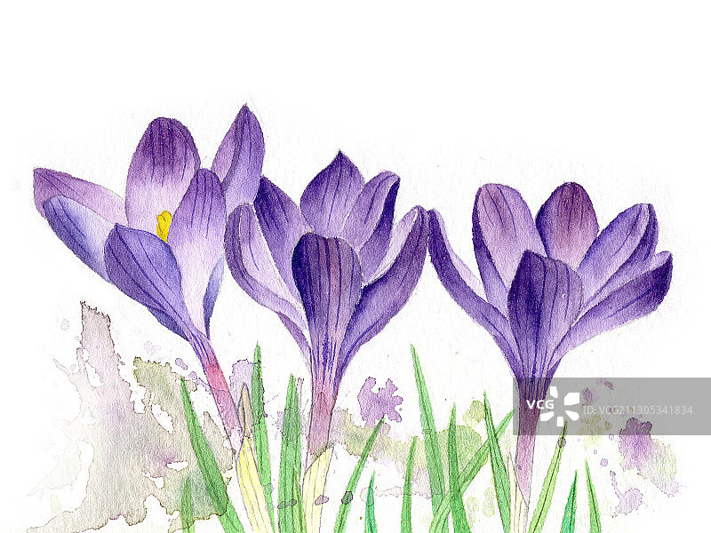 手绘水彩植物花卉番红花藏红花素材插画图片素材