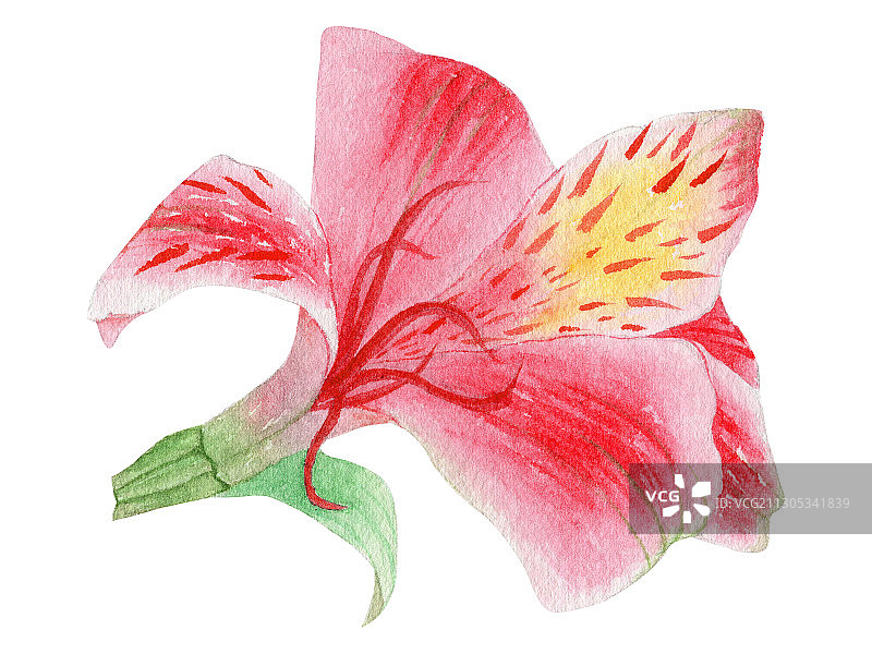 手绘水彩植物花卉六出花素材插画图片素材