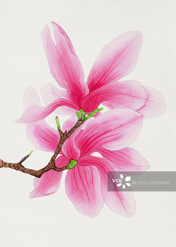 手绘水彩植物花卉玉兰花辛夷花素材插画图片素材
