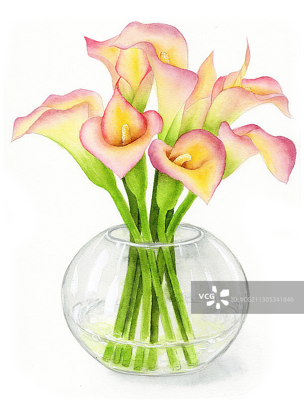 手绘水彩植物花卉马蹄莲花簇插花素材插画图片素材