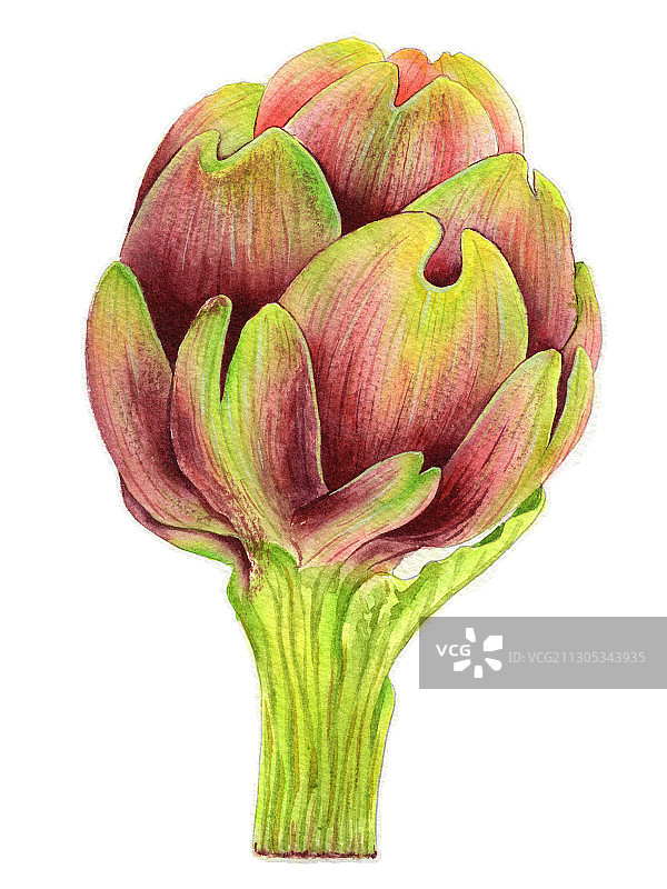 手绘水彩蔬菜朝鲜蓟素材元素插画图片素材